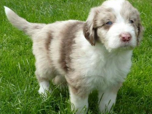 Aussiedoodle dog