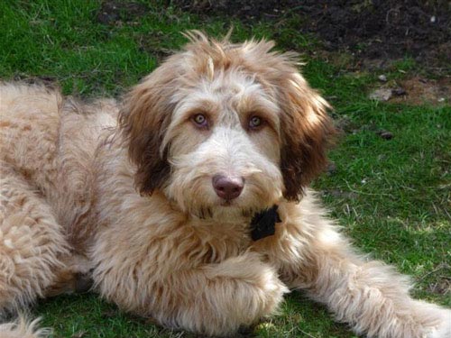 Aussiedoodle dog