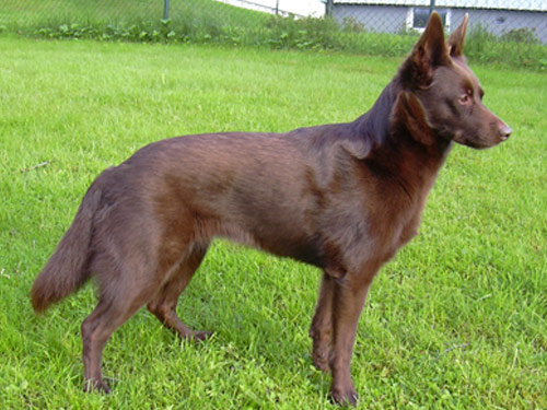 Australian Kelpie dog pictures