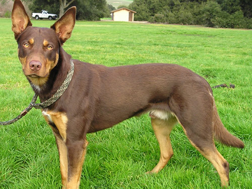 Australian Kelpie dog