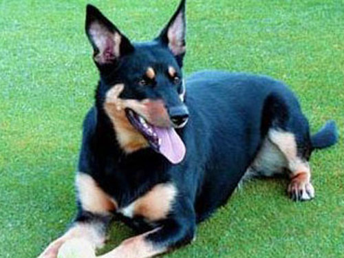 Australian Kelpie dog