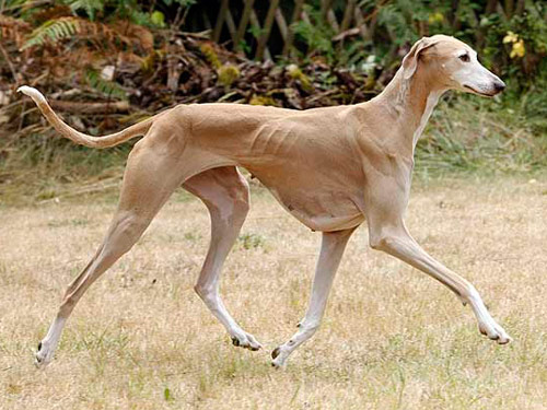 Azawakh dog pictures