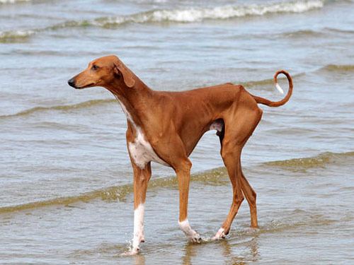 Azawakh dog pictures