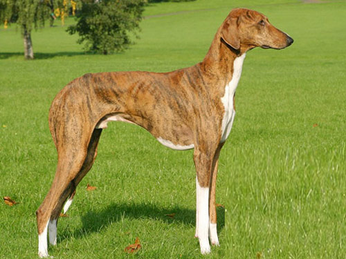 Azawakh dog pictures