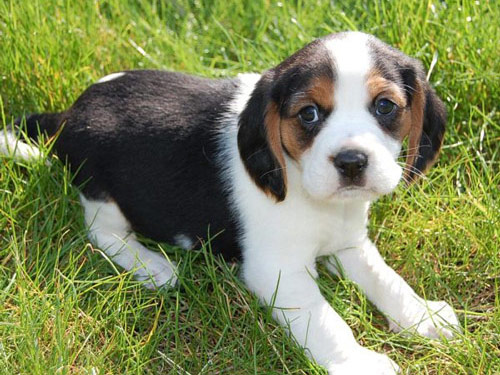 Beaglier dog pictures