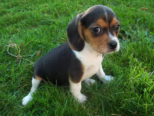 Beaglier dog pictures