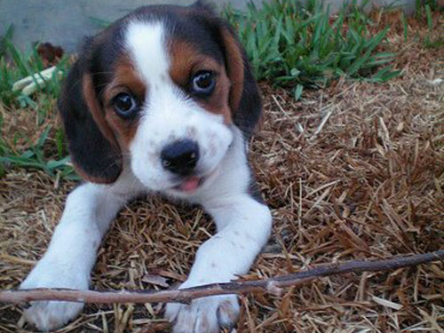 Beaglier dog pictures