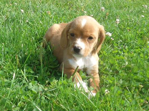 Beaglier dog pictures