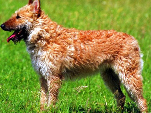 Belgian Shepherd Laekenois dog