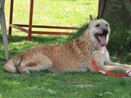 Belgian Shepherd Laekenois dog pictures