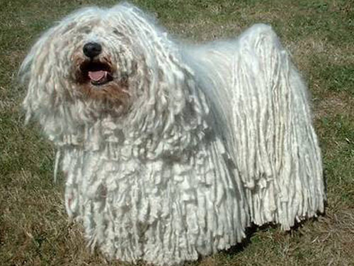 Bergamasco dog