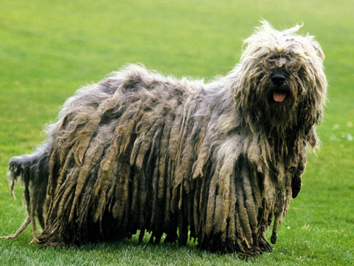 Bergamasco dog