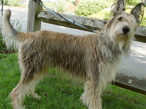 Berger Picard dog