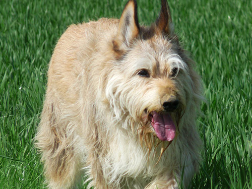 Berger Picard dog