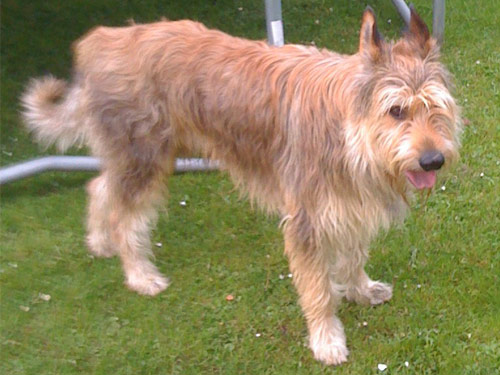 Berger Picard dog pictures