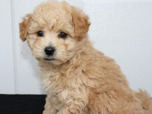 Bich-Poo - Bichpoo dog