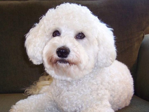 Bich-Poo - Bichpoo dog pictures