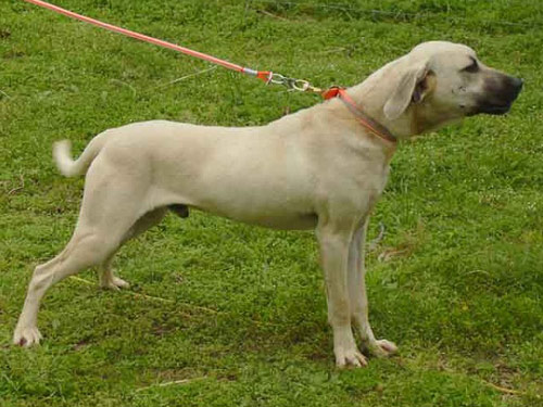 Black Mouth Cur dog