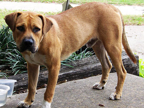 Black Mouth Cur dog