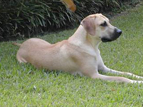 Black Mouth Cur dog pictures