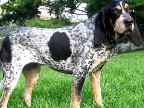 Bluetick Coonhound dog pictures