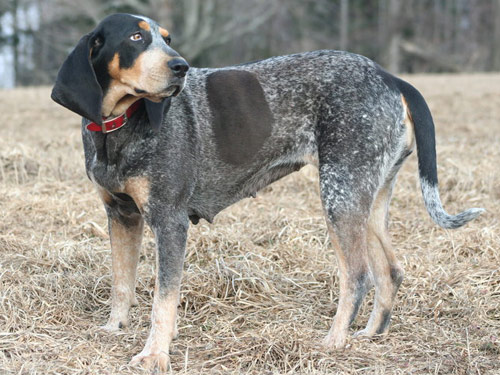 Bluetick Coonhound dog pictures