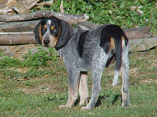 Bluetick Coonhound dog pictures