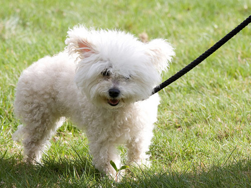 Bolognese dog