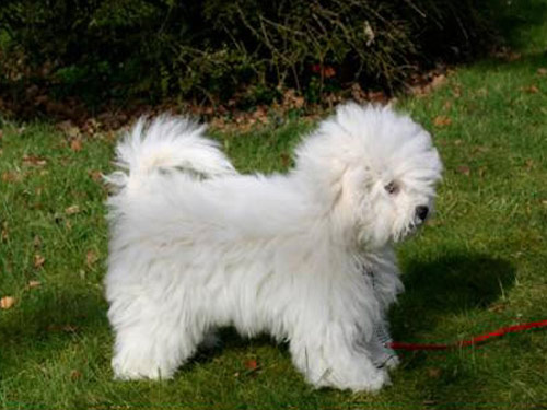 Bolognese dog