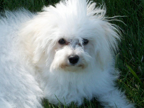Bolognese dog pictures
