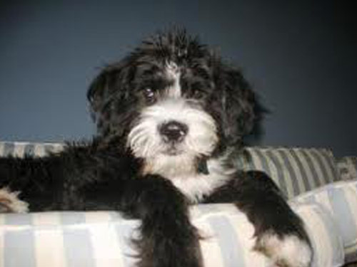 Boxerdoodle dog pictures