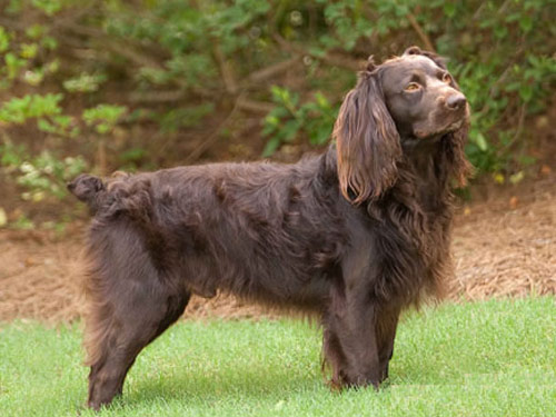 Boykin Spaniel dog pictures