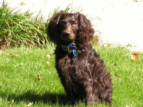Boykin Spaniel dog pictures