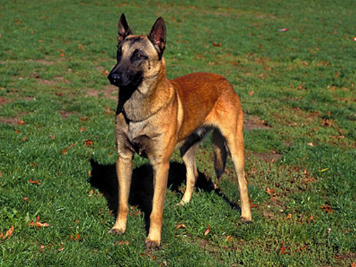 Belgian Malinois dog