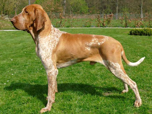 Bracco Italiano dog pictures