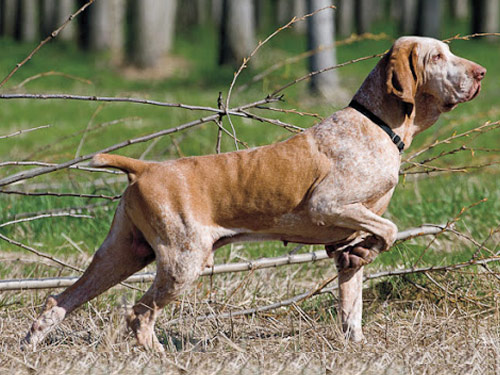 Bracco Italiano dog pictures