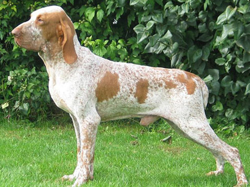 Bracco Italiano dog pictures