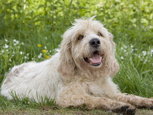 Briquet Griffon Vendéen dog
