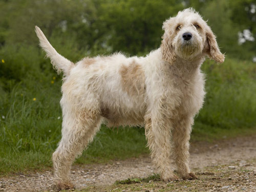 Briquet Griffon Vendéen dog pictures