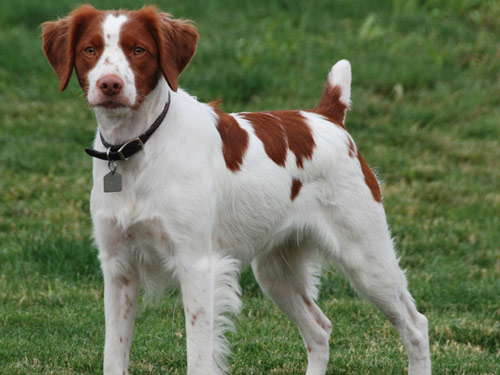 Brittany Spaniel dog pictures