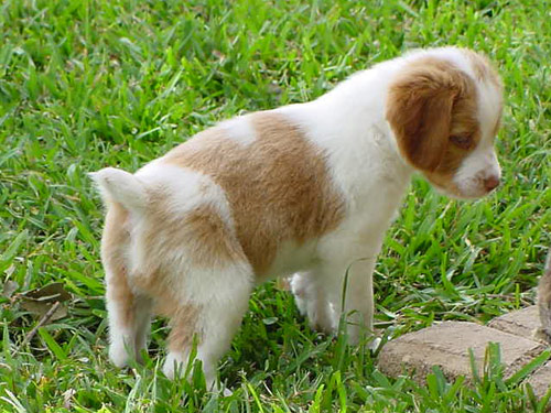 Brittany Spaniel dog pictures