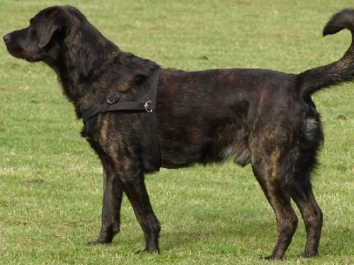 Cao De Castro Laboreiro dog