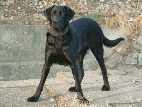 Cao De Castro Laboreiro dog pictures