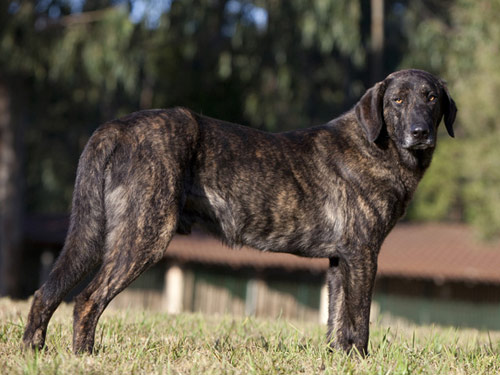 Cao De Castro Laboreiro dog