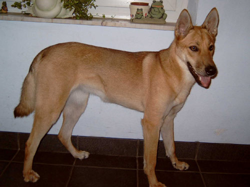 Carolina  dog