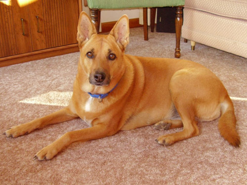 Carolina  dog pictures