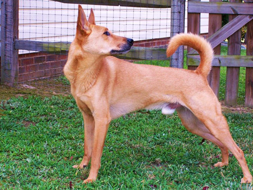 Carolina  dog pictures