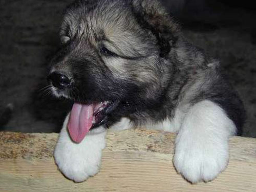 Caucasian Mountain  dog