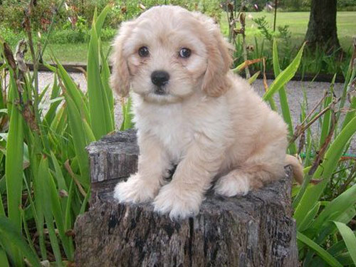 Cavachon dog
