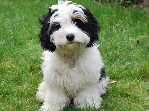 Cavachon dog